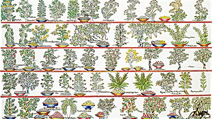 藏藥資源分布、發(fā)展史