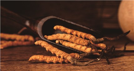 什么是斷草？斷草和冬蟲(chóng)夏草的區(qū)別和購(gòu)買(mǎi)常識(shí)